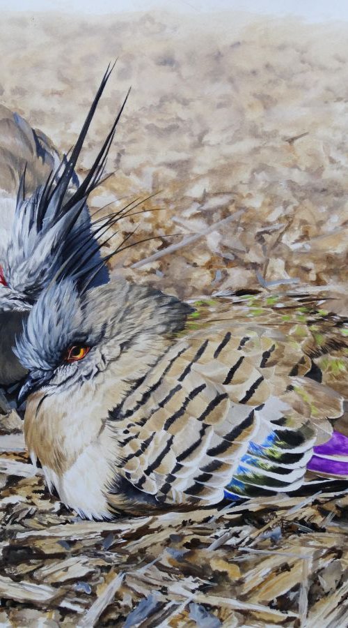 Australian crested Pigeons by Julian Wheat
