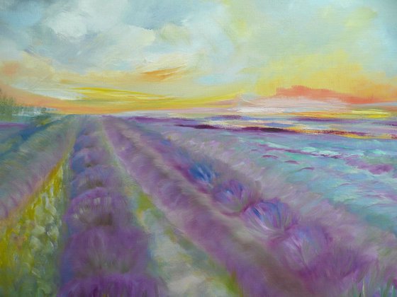 Lavender Fields 2026