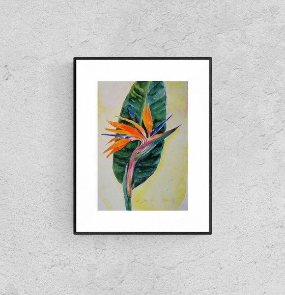 "Strelitzia Plant''