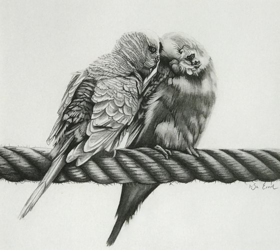 Kiss Me Budgie Charcoal Drawing