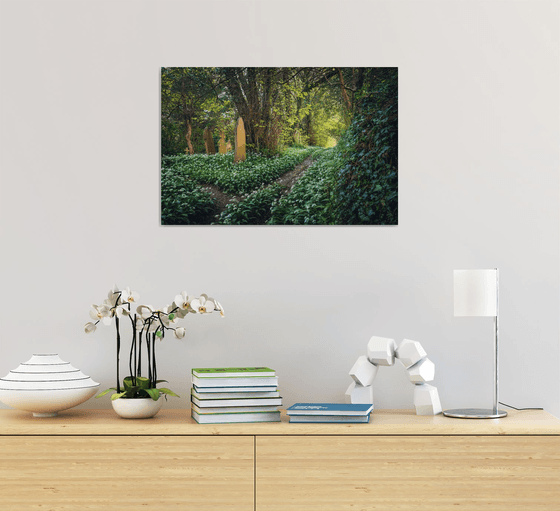 Churchyard Wild Garlic Path