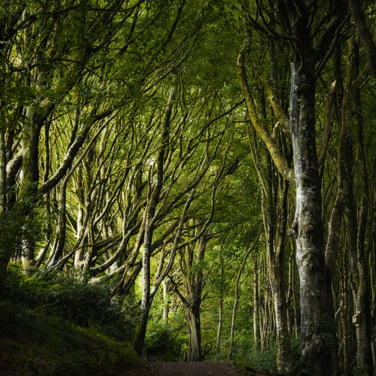 Bosahan Woods by Paul Nash