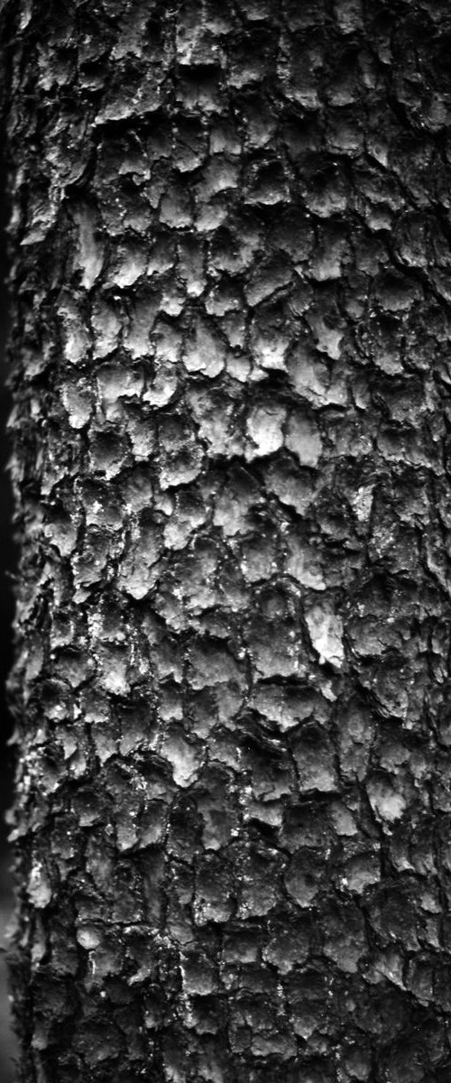 Bark - Unmounted (30x20in) by Justice Hyde