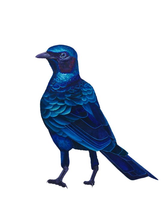 Shorty blue bird