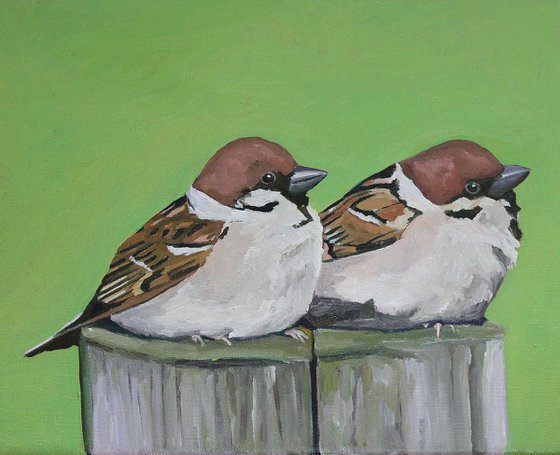 Tree Sparrows