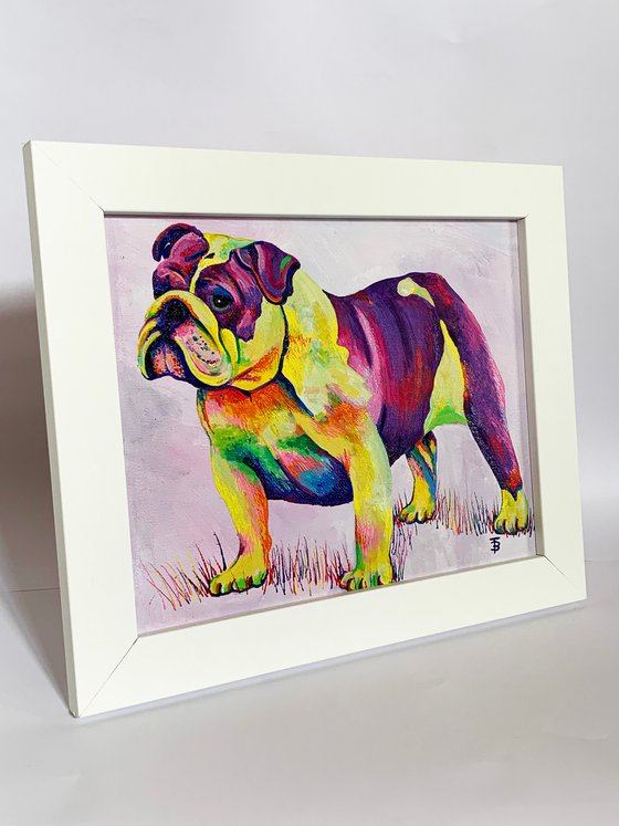 Rainbow Bulldog