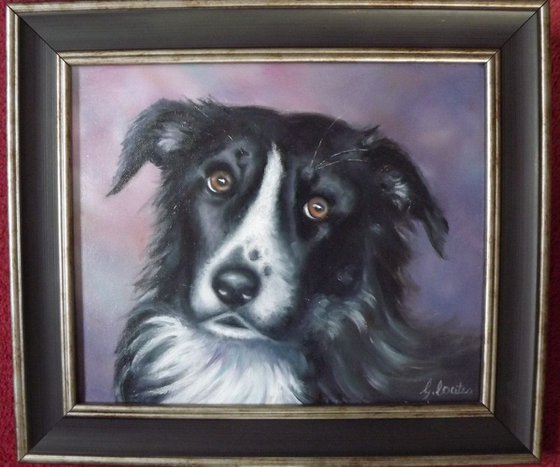 Old Collie