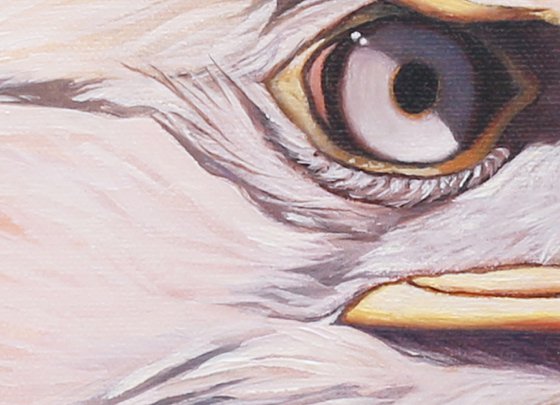 Bald eagle portrait