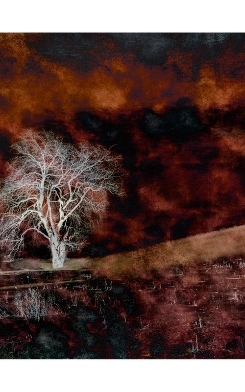 Ghost Tree - 18 x 12" -  After Series by Brooke T Ryan