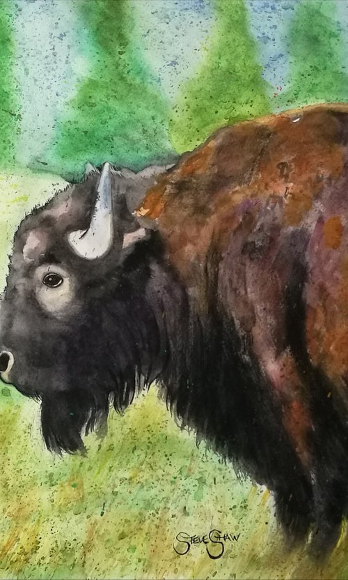 Bison Watercolour. Free Shipping by Steven Shaw