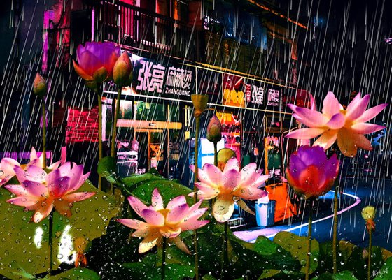 Lotuses in the Rain