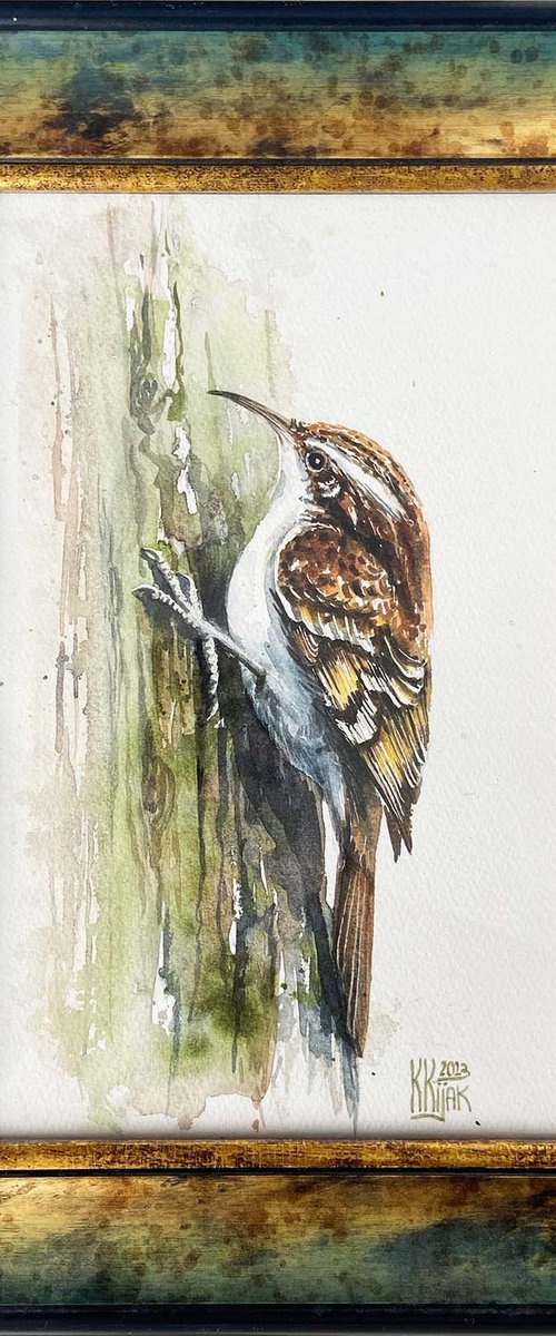 Treecreeper bird Framed by Karolina Kijak