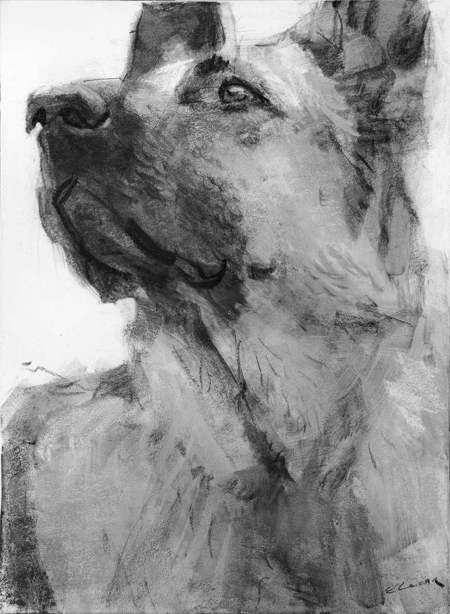 Expressive Charcoal Drawing , German Shepherd By Eugene Segal, 16 X 22, Artwork For Sale On Artfinder