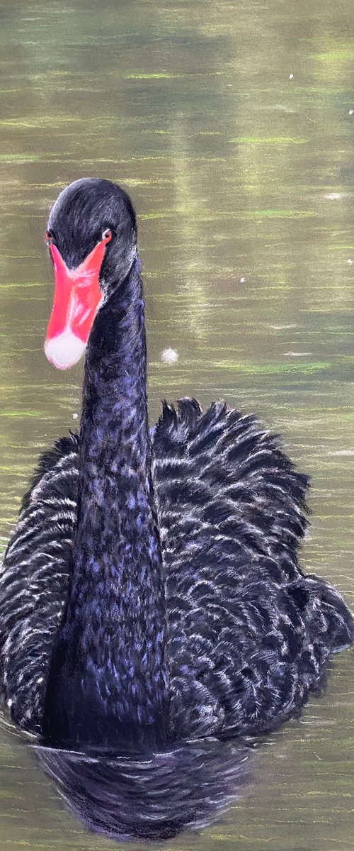 Black swan by Maxine Taylor