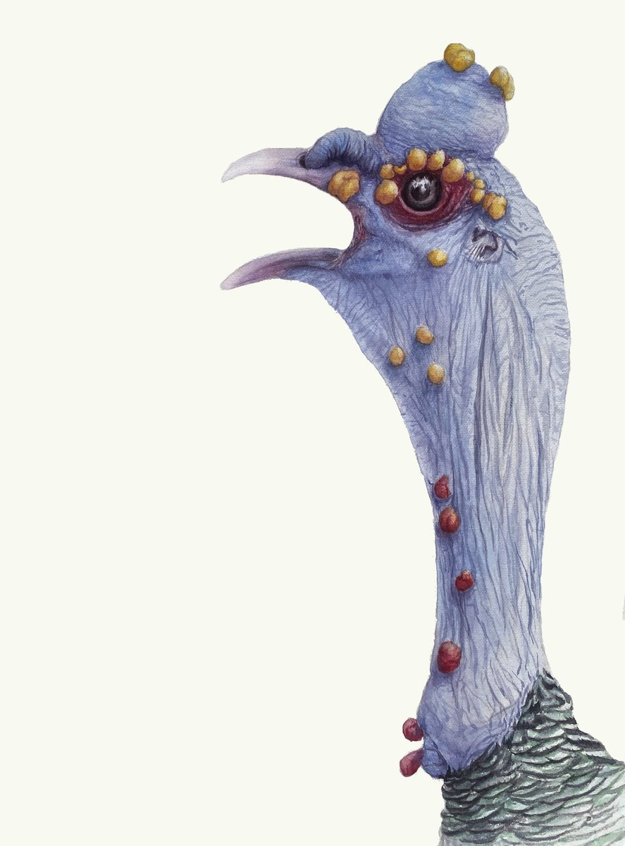 Impressionistic Animal Watercolour By Tetiana Savchenko, 8 X 11", Ocellated Turkey, Bird, Original Artwork