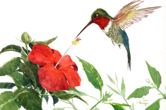 Hummingbird and Hibiscus