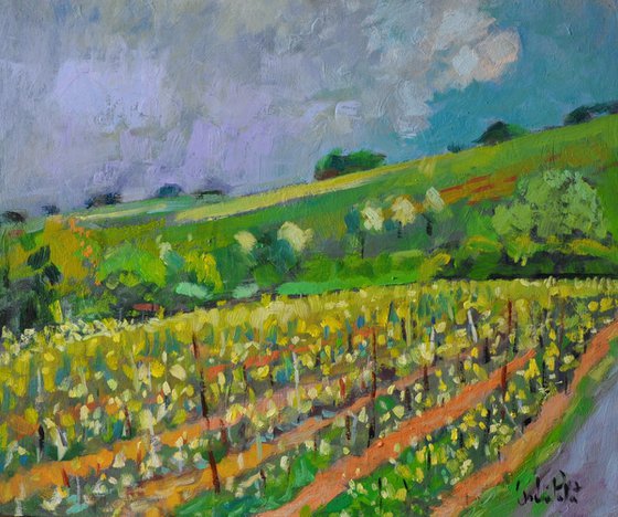 Vineyard in West Sussex.