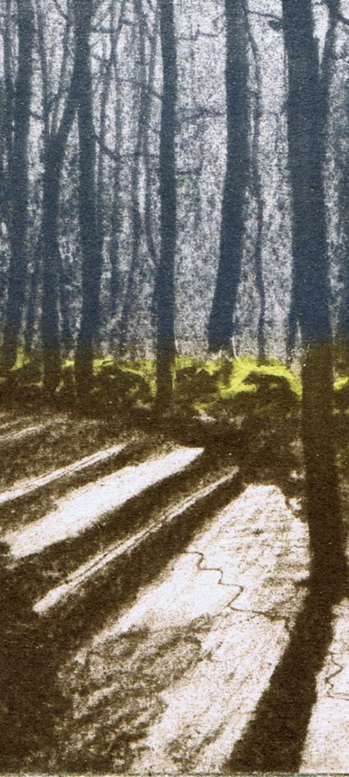 Woodland Shadow 2 by Aidan Flanagan Irish Landscapes