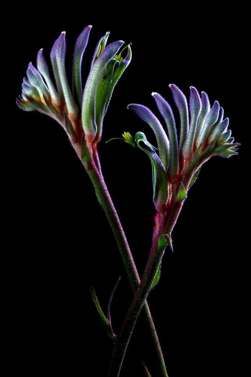 Botanical Photograph By Nadia Culph, 20 X 30", Masquerade Kangaroo Paw, Original Artwork