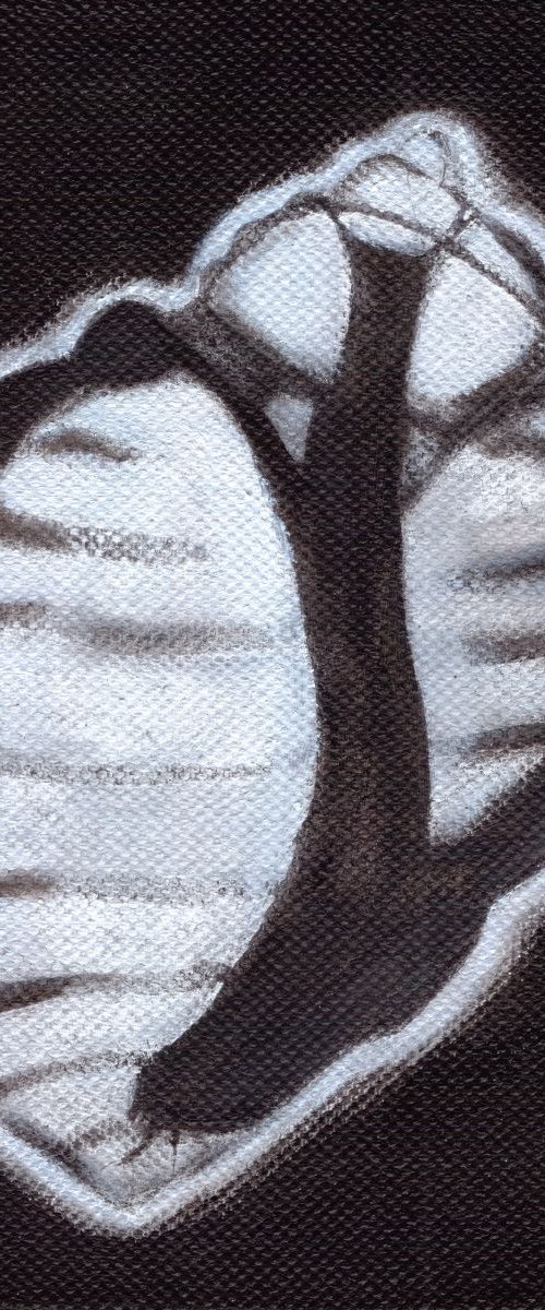 X Ray Shell (Canvas) by Eleanore Ditchburn