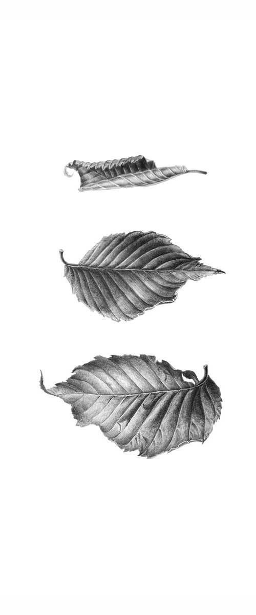 Carpinus betulus Drawing by Yuliia Prokopchuk