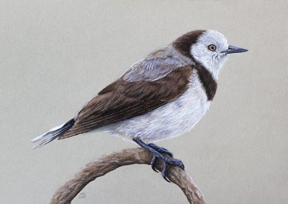 Original pastel drawing "White-fronted chat"