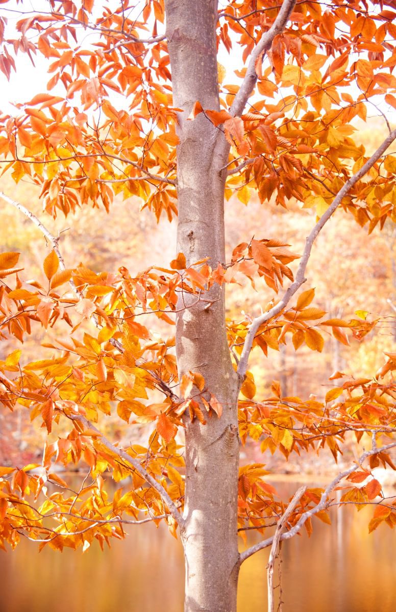 Photorealistic Landscape Photograph By Michael Filonow, 22 X 32", Orange, Original Artwork