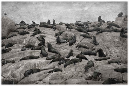 Los lobos del mar by Louise O'Gorman