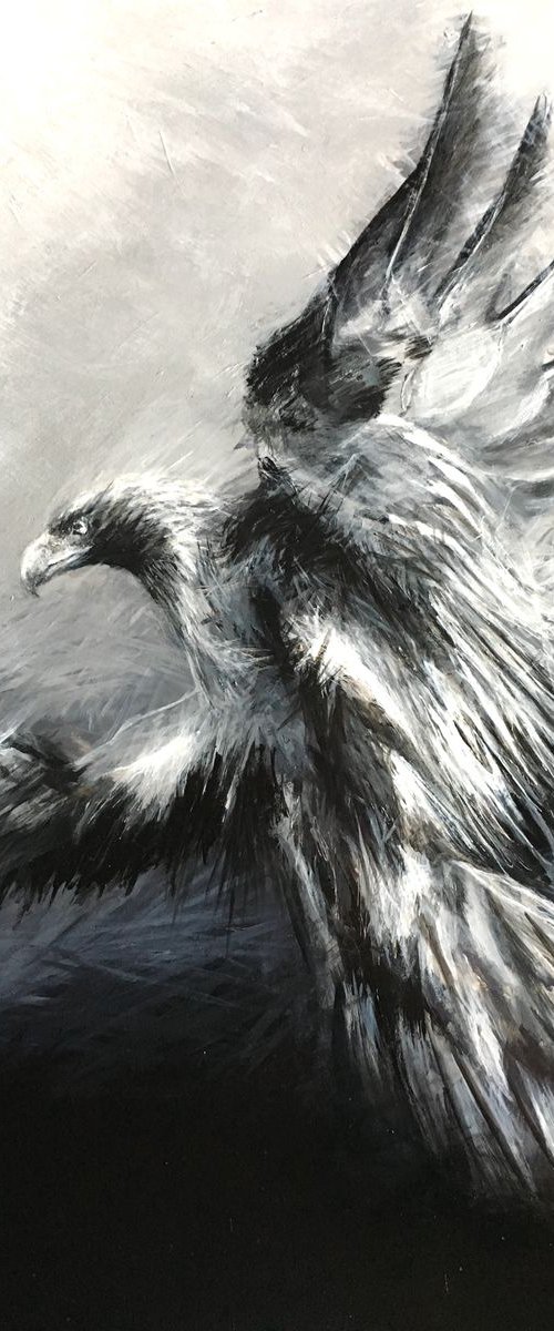 Golden Eagle, Eagle in flight by Paul Hardern