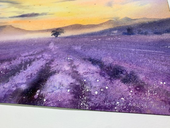 lavender field