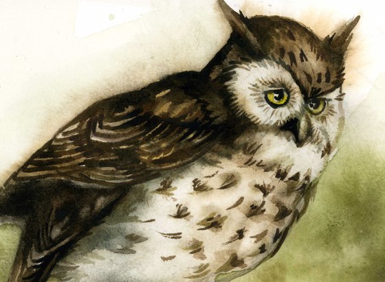 screech owl watercolor