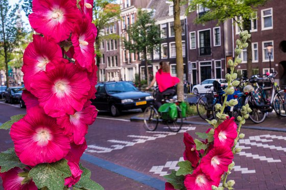Cycling in Pink Amsterdam 2019 12'X8' 1/20