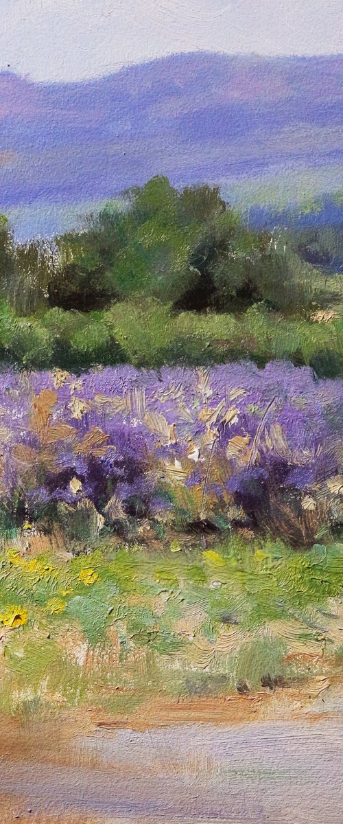 Lavender Haute-Provence by Pascal Giroud