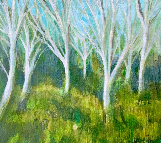 Silver Birch