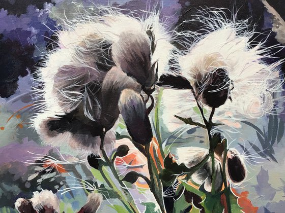 Seed Heads In The Sunlight