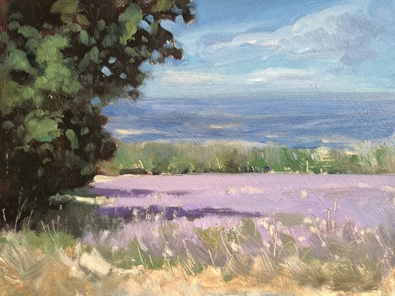 Lavender Field at St Jean