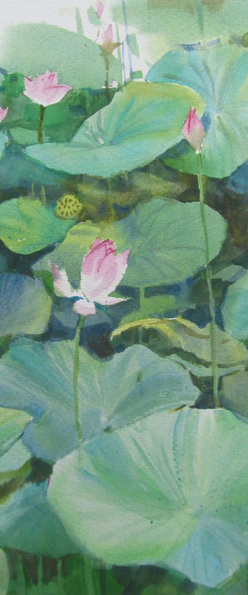 Lotus pond 3 by Bhargavkumar Kulkarni