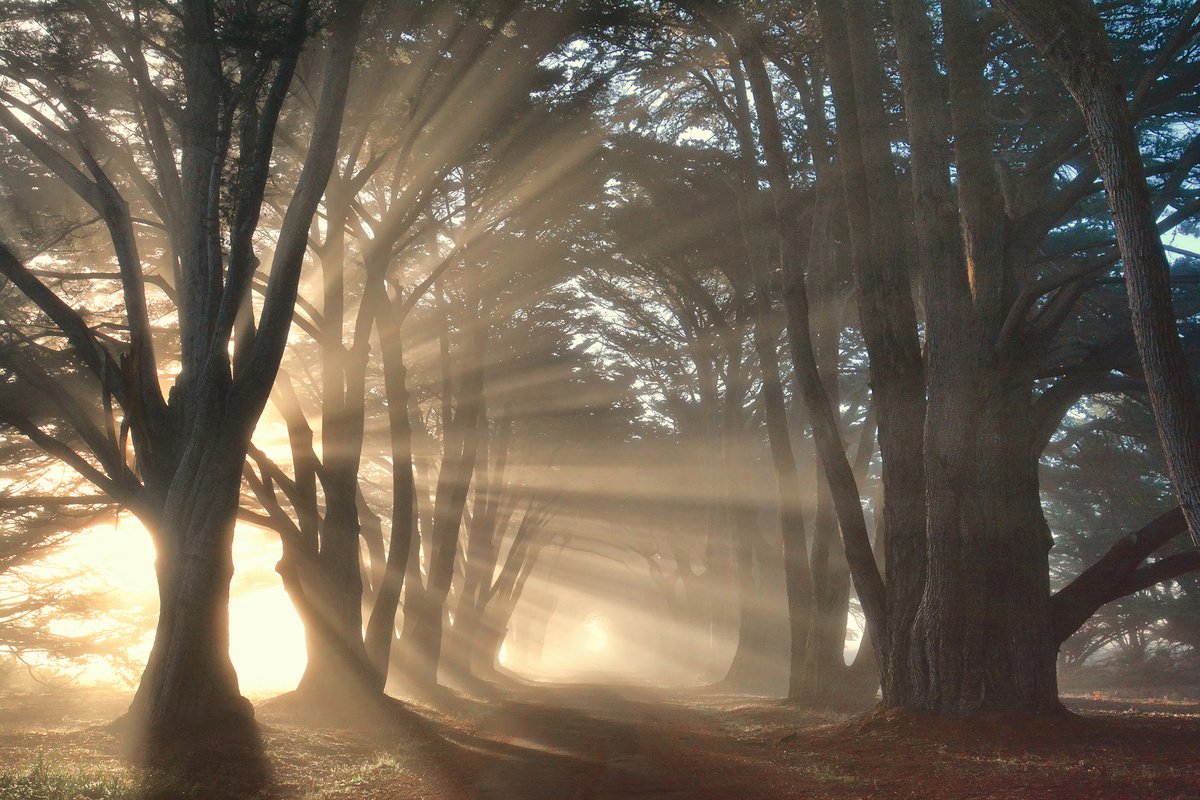 Cypress Tree Sunrise by Emily Kent