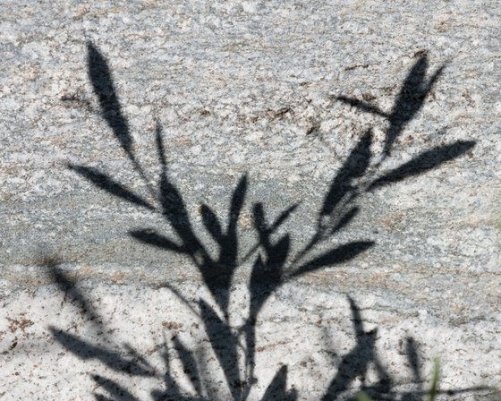 Shadows on the Stone 1