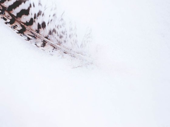 feather in the snow