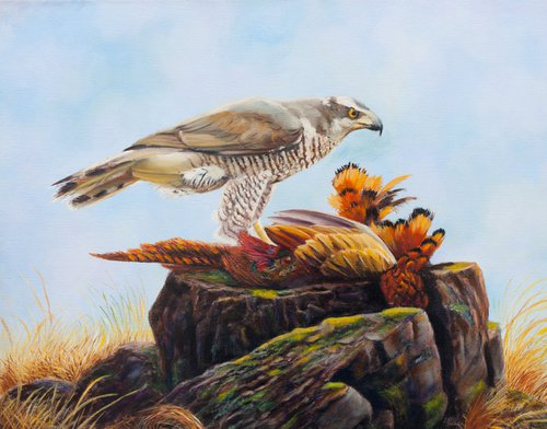 Peregrine falcon by Norma Beatriz Zaro