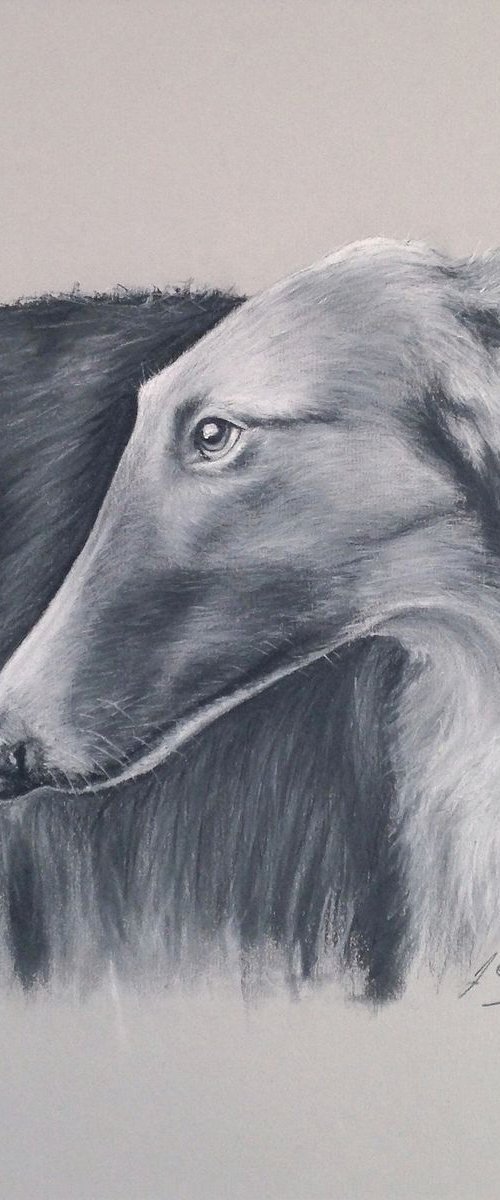 Borzoi by Lee Fidler