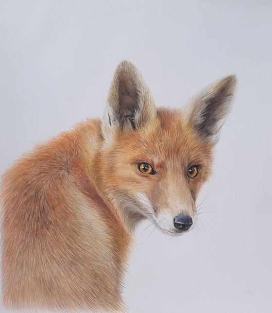 Fox portrait