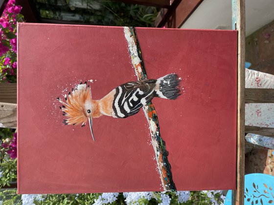 Hoopoe