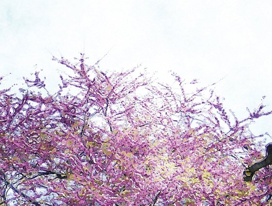 Árbol rosa