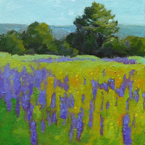 Lupines in a Meadow