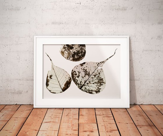 Fallen Leaves #0 | Limited Edition Fine Art Print 1 of 10 | 45 x 30 cm