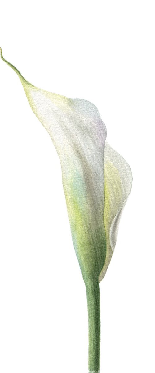 White Calla Lily 2 by Maryna Vozniuk