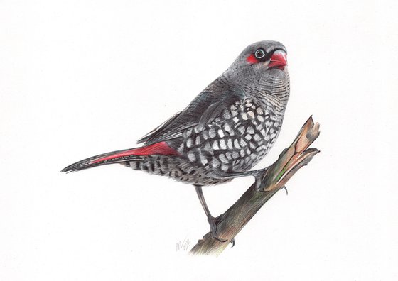 Red-eared Firetail