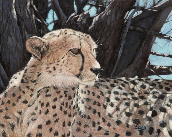 Cheetah portrait